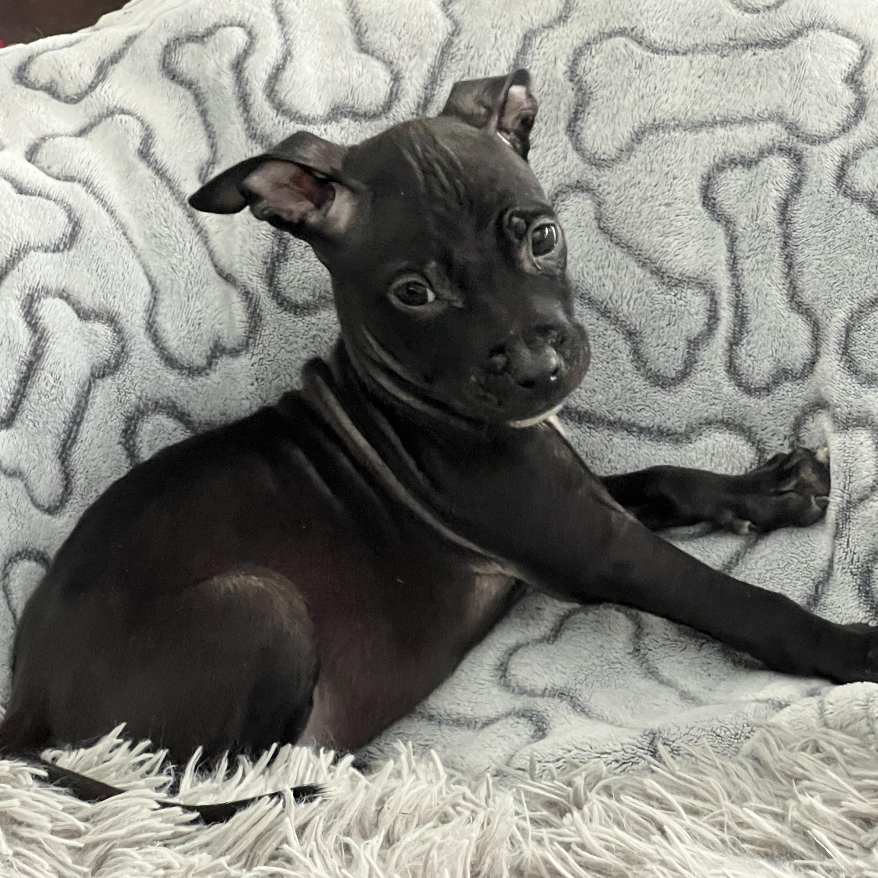 Loving, an adopted mixed breed in Detroit, MI image 3/3