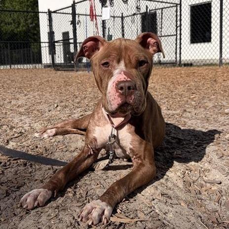 Enlarge Dolce, a Adoptable Mixed Breed in Jacksonville, FL image 1/4