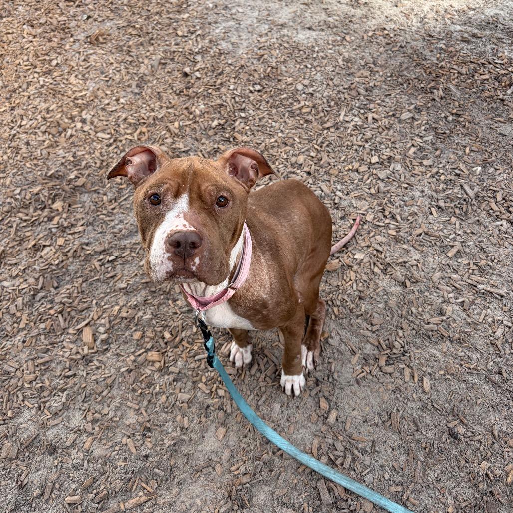 Enlarge Dolce, a Adoptable Mixed Breed in Jacksonville, FL image 2/4