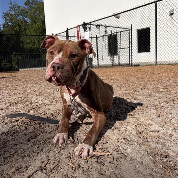 Enlarge Dolce, a Adoptable Mixed Breed in Jacksonville, FL image 3/4