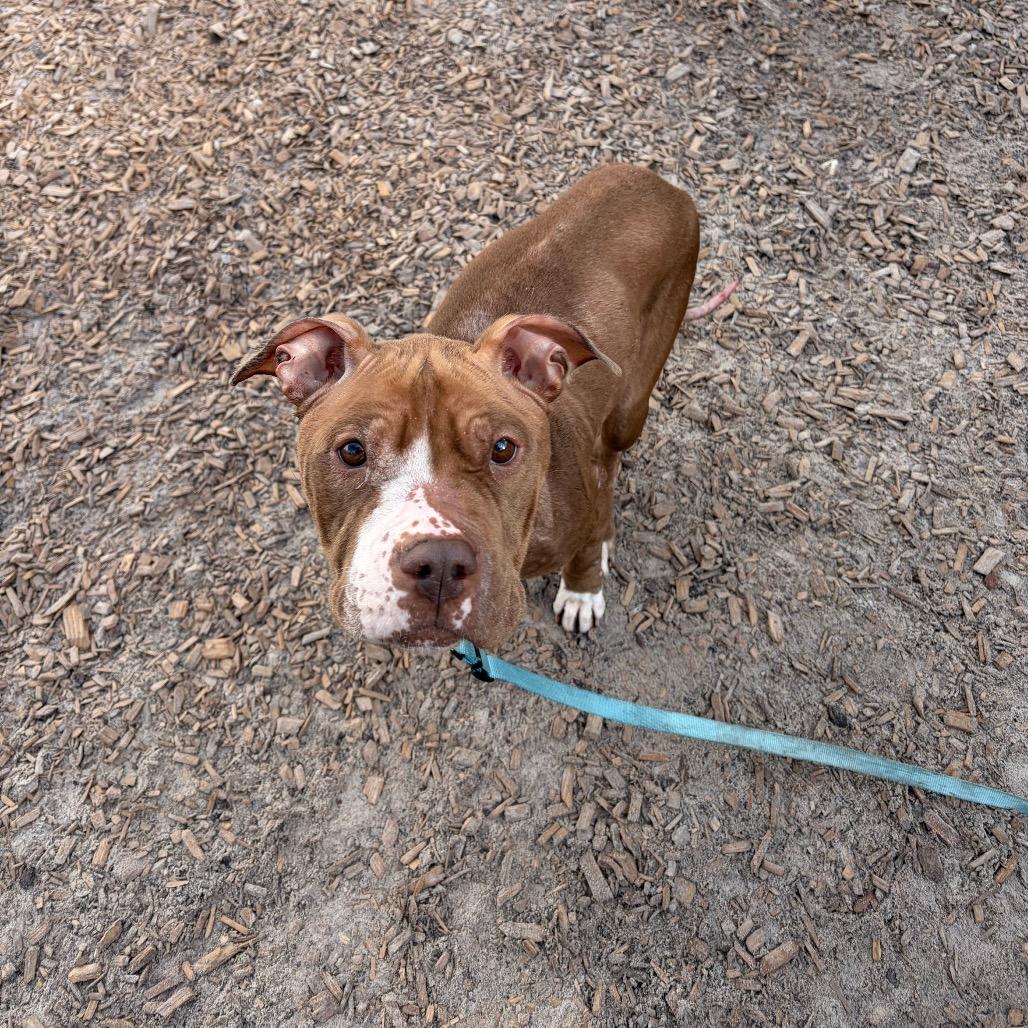 Enlarge Dolce, a Adoptable Mixed Breed in Jacksonville, FL image 4/4