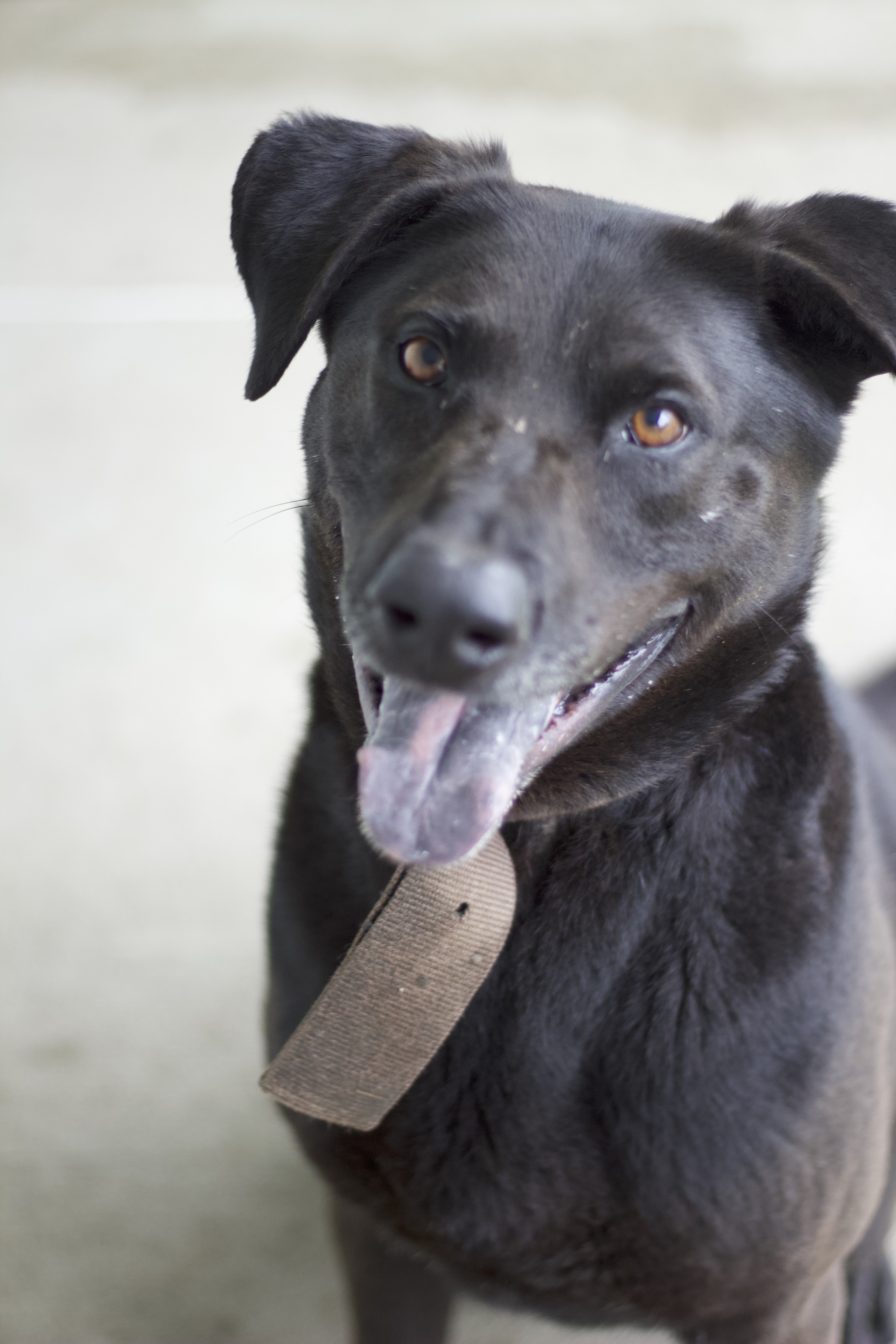 Armstrong, Adoptable, Adult Male Labrador Retriever.