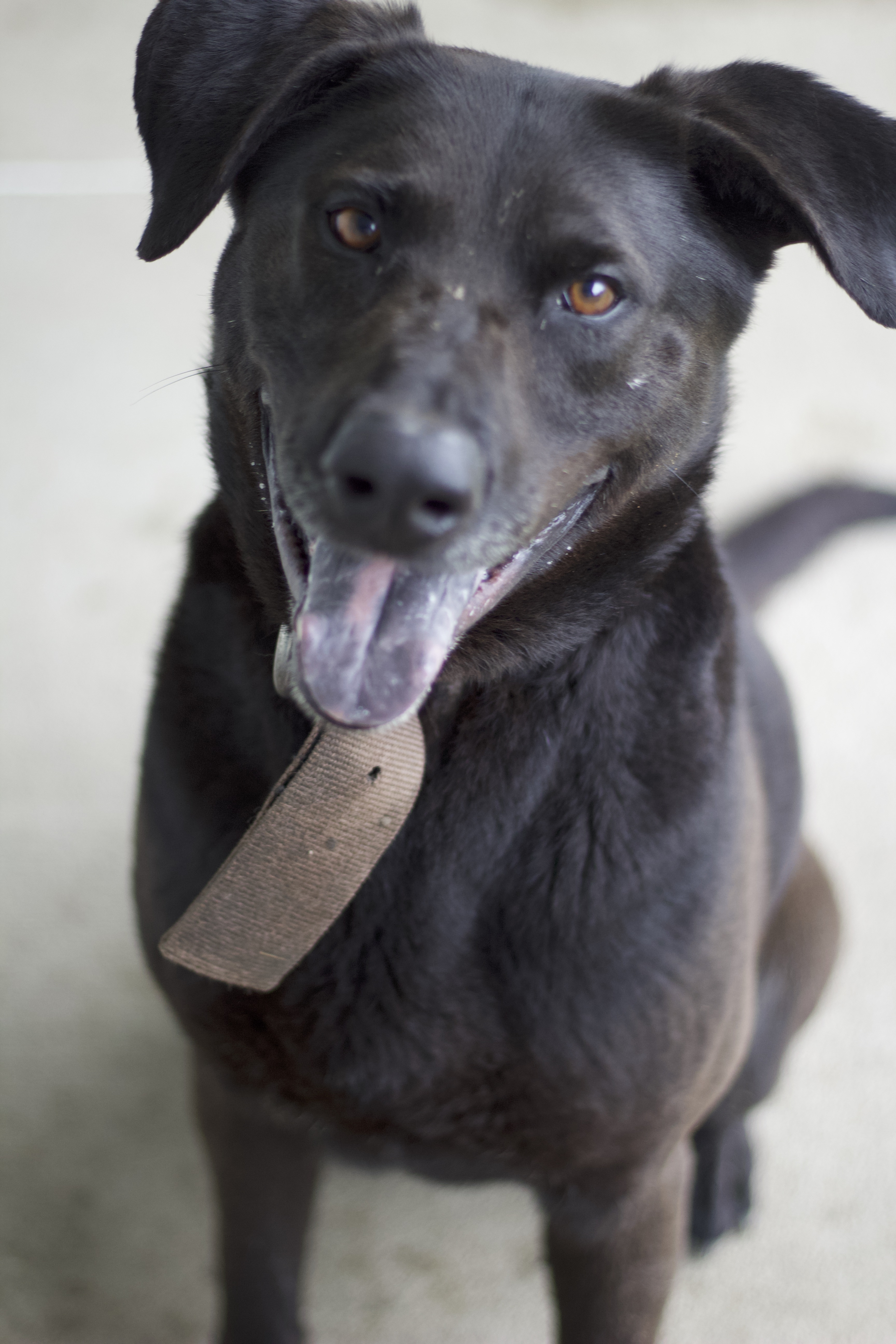 Armstrong, a Adoptable mixed breed in Ottumwa, IA image 2/3