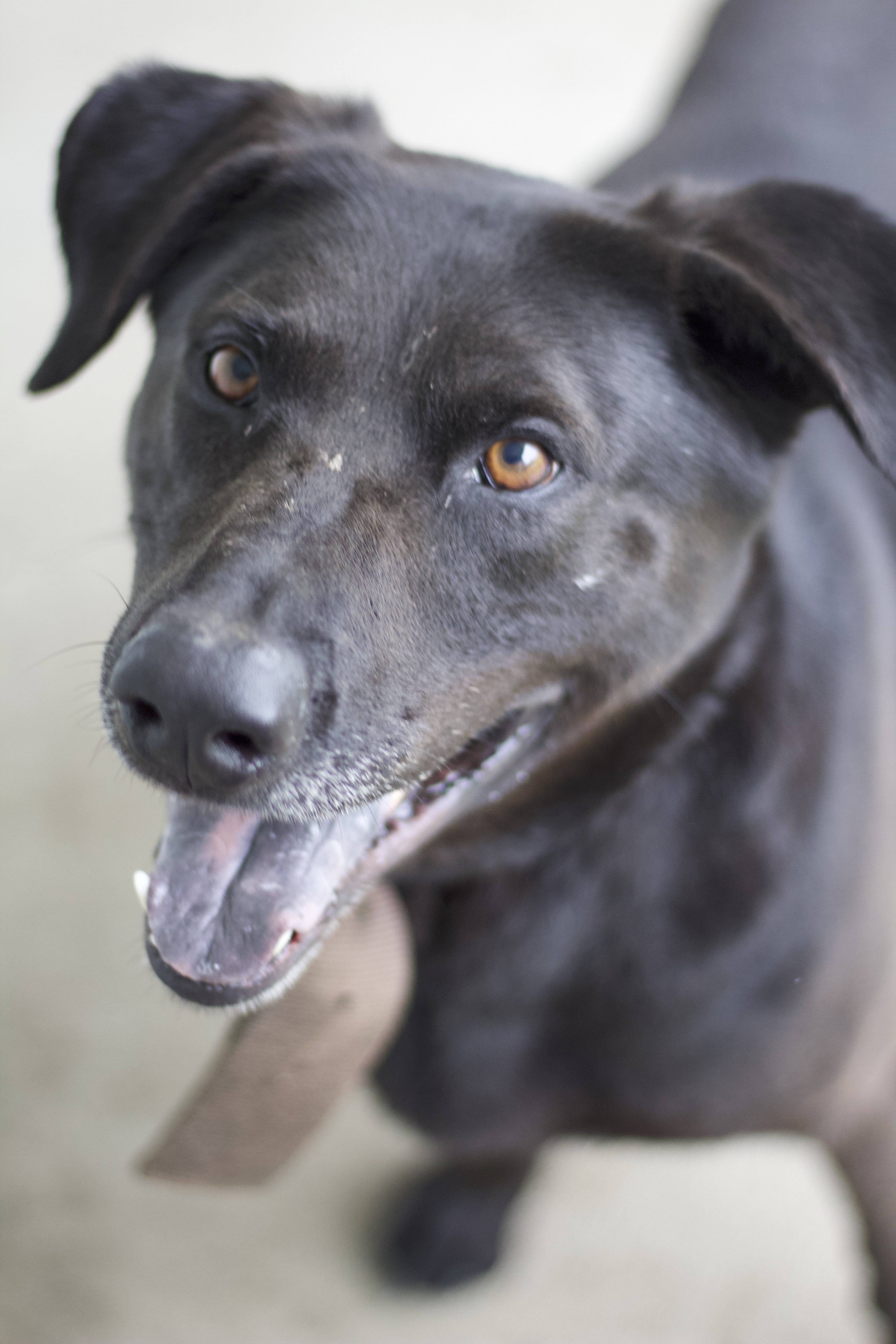 Armstrong, a Adoptable mixed breed in Ottumwa, IA image 3/3