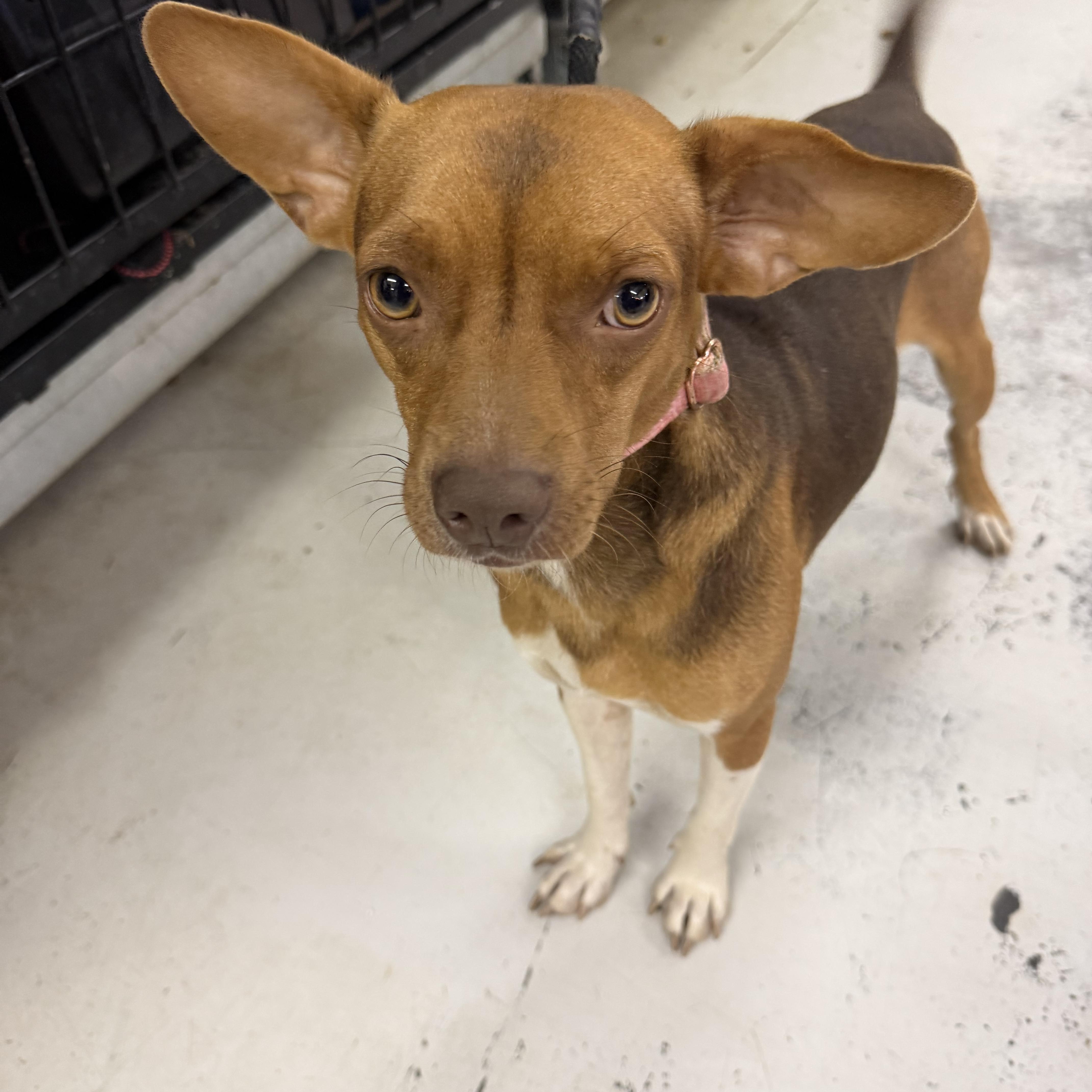 Enlarge Jake, a Adoptable mixed breed in Muldrow, OK image 1/4
