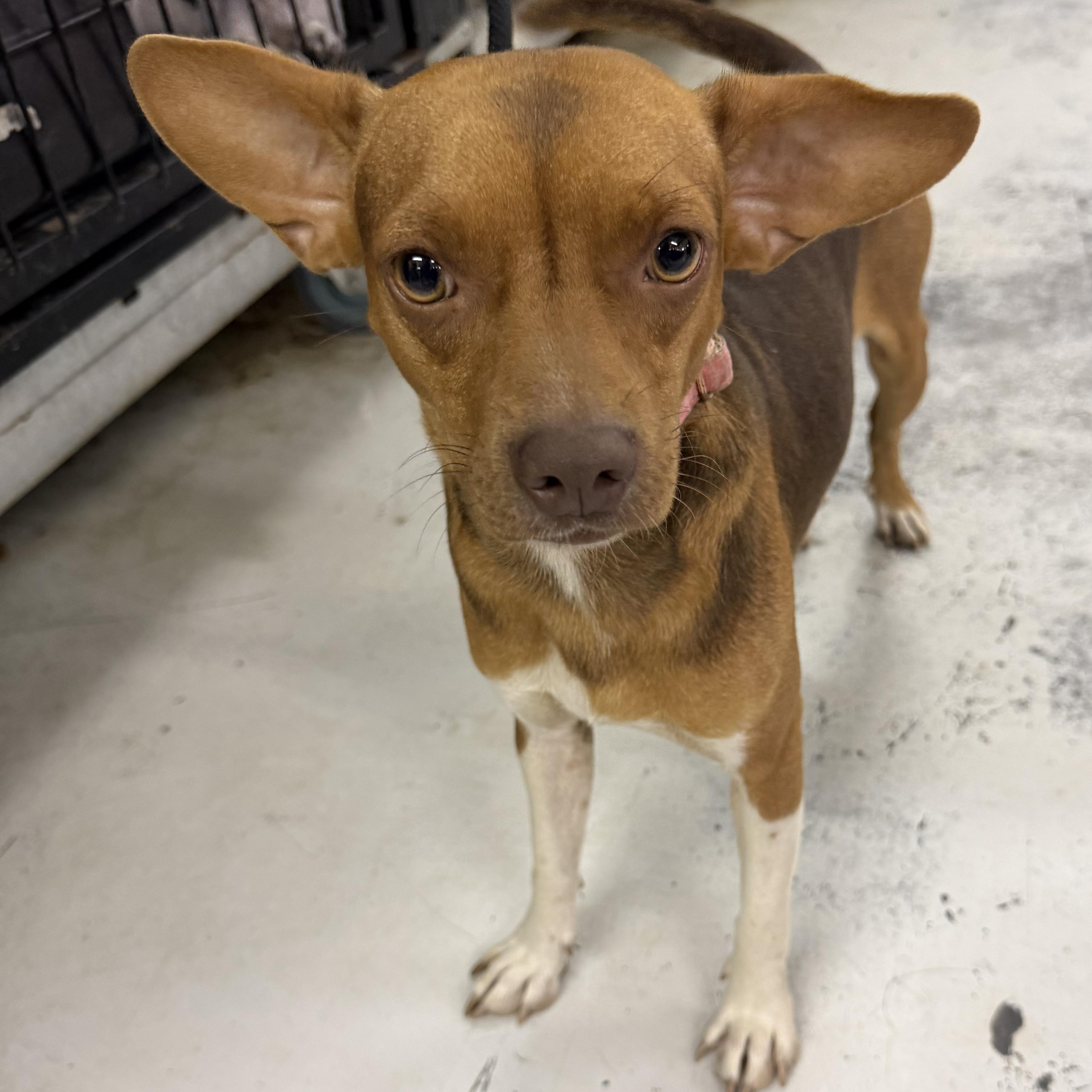 Enlarge Jake, a Adoptable mixed breed in Muldrow, OK image 3/4