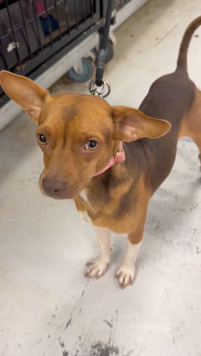 Enlarge Jake, a Adoptable mixed breed in Muldrow, OK video 2/4