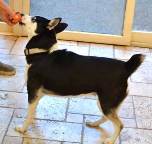 Enlarge Pearl, a Adoptable mixed breed in White Plains, NY image 2/5