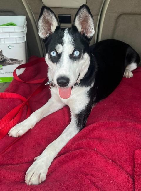 Pearl, Adoptable, Young Female Husky.