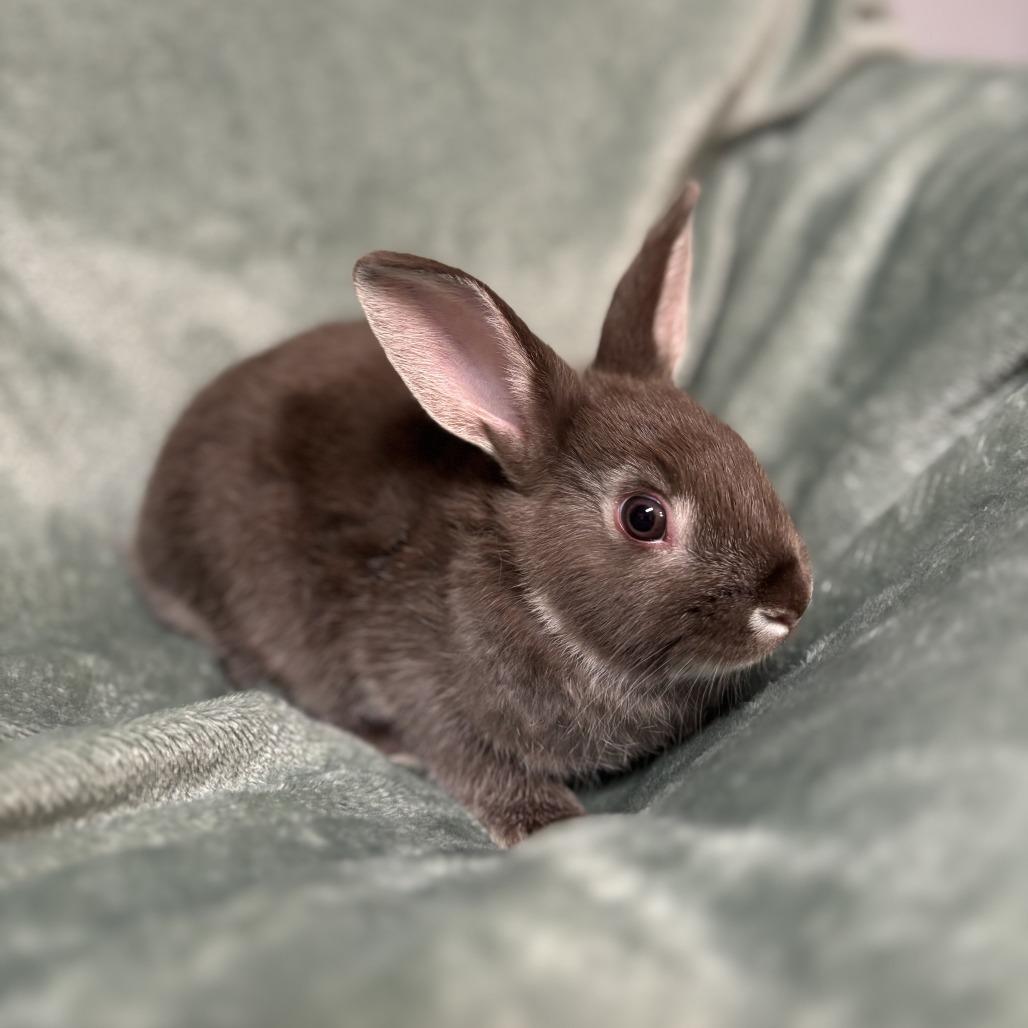 Enlarge Patch--In Foster***ADOPTION PENDING***, a Adoptable Rex in Fargo, ND image 4/5