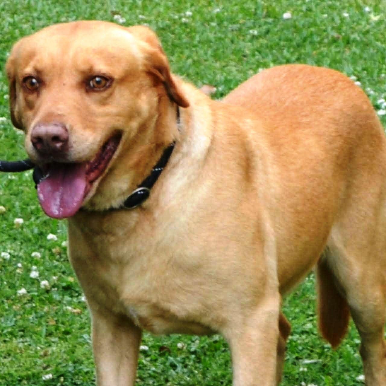 Enlarge Jerry, a ADOPTABLE mixed breed in Bethpage, NY image 1/1