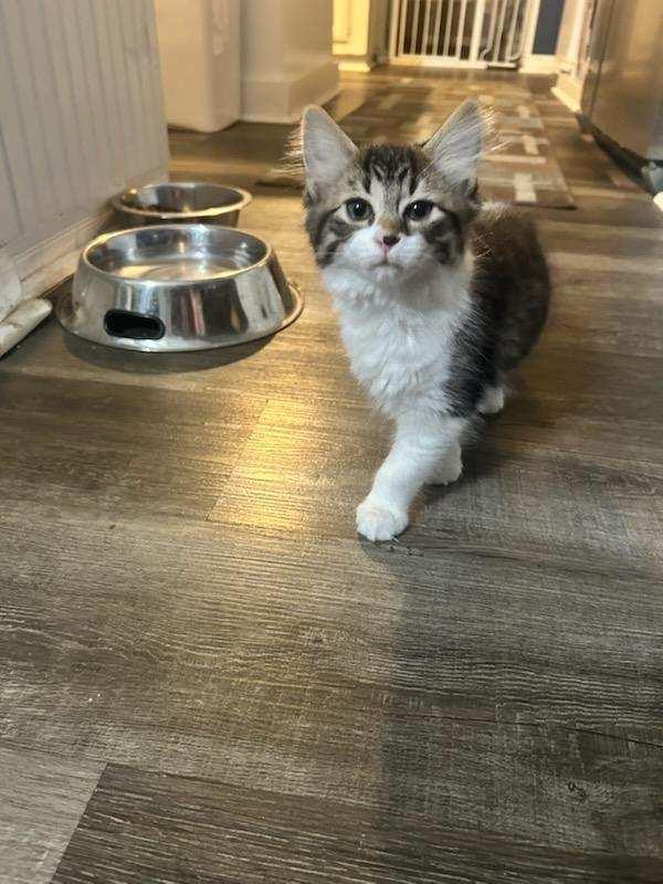 Blanche, Adopted, Kitten Female Domestic Medium Hair.