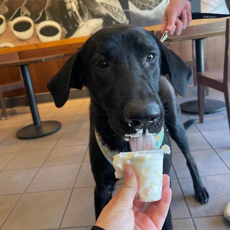 Oreo, Adoptable, Young Male Black Labrador Retriever & German Shepherd Dog.