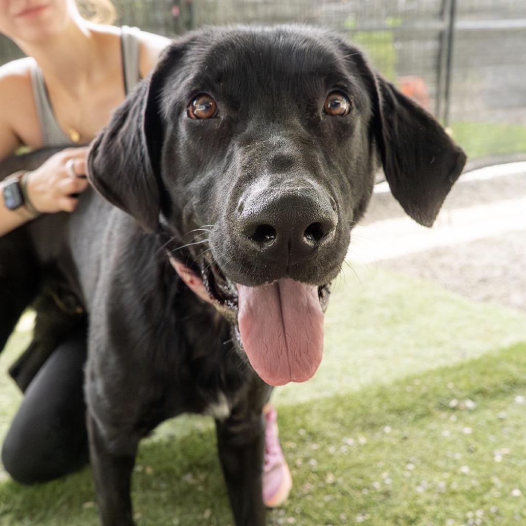 Oreo, a Adoptable mixed breed in Tacoma, WA image 2/6