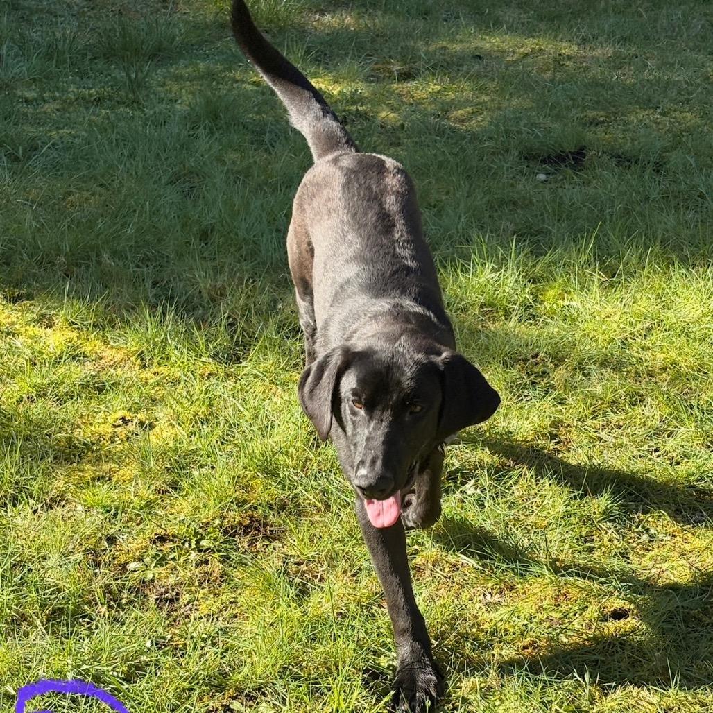 Oreo, a Adoptable mixed breed in Tacoma, WA image 6/6