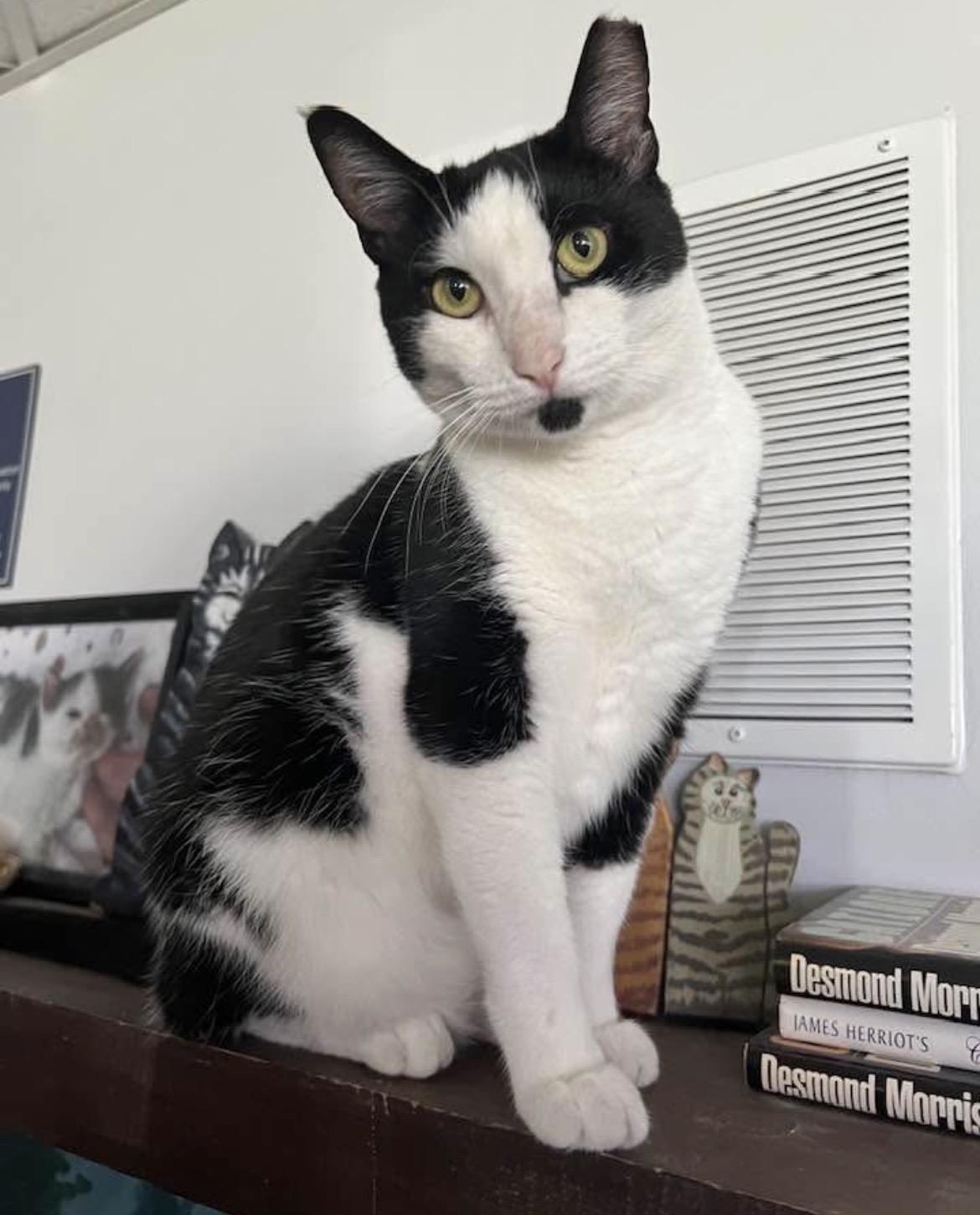 Cinder, a ADOPTABLE Domestic Short Hair in Warminster, PA image 2/6