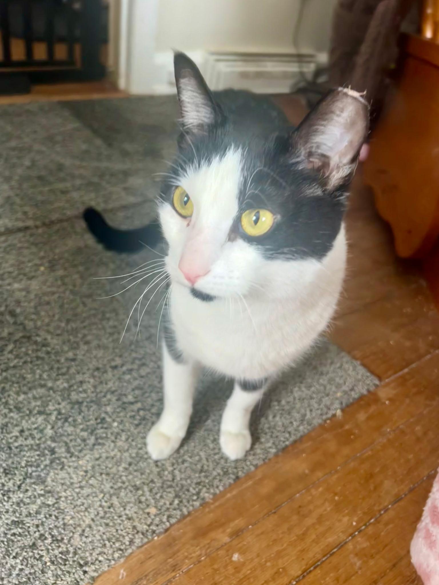 Enlarge Cinder, a ADOPTABLE Domestic Short Hair in Warminster, PA image 4/5