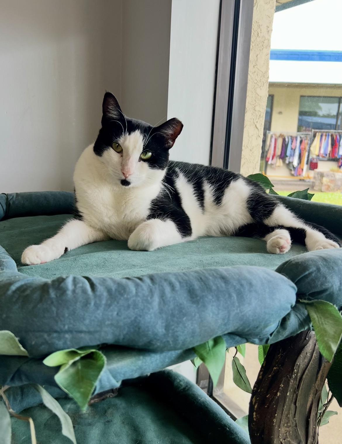 Cinder, a ADOPTABLE Domestic Short Hair in Warminster, PA image 6/6