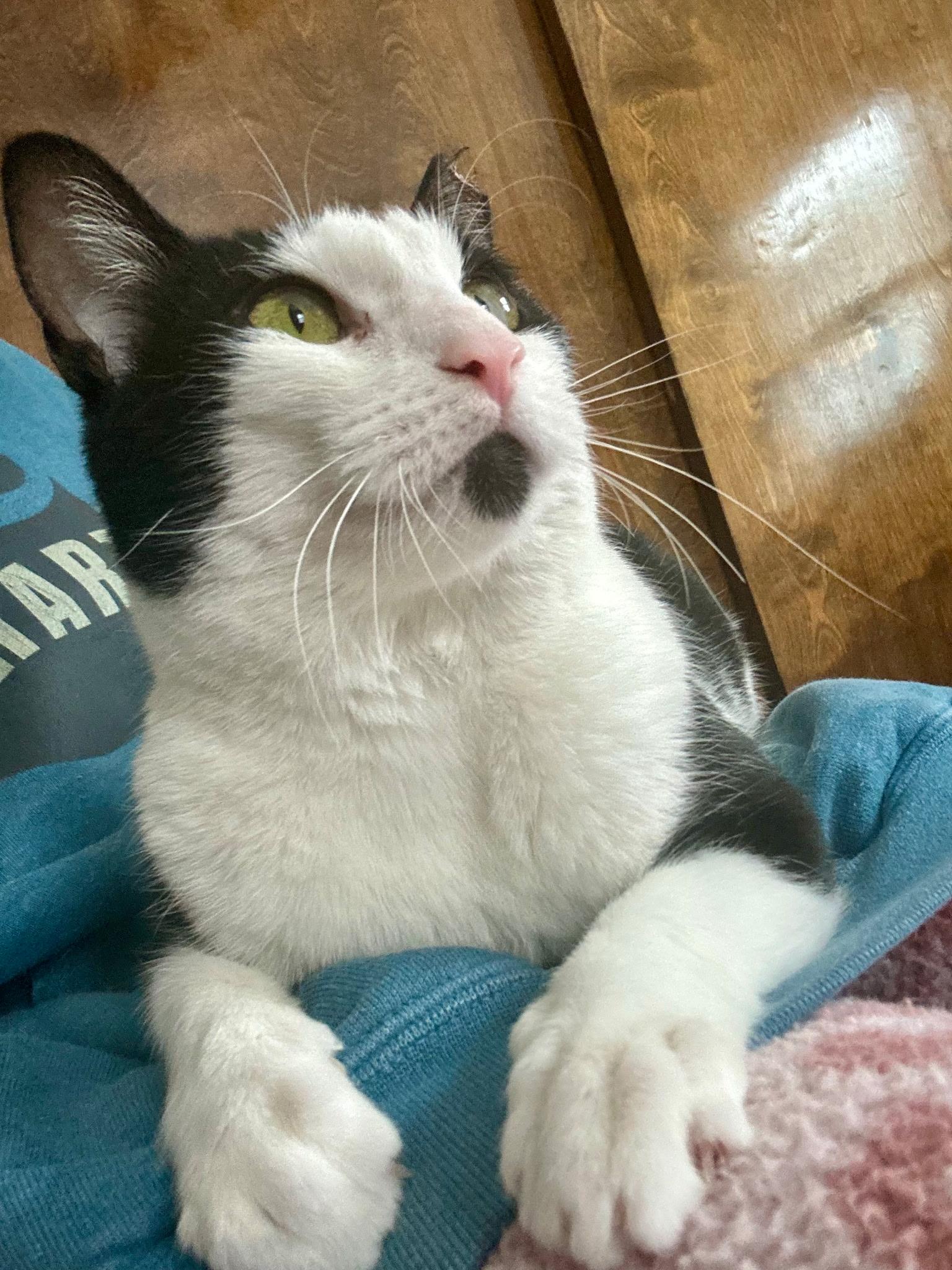 Enlarge Cinder, a ADOPTABLE Domestic Short Hair in Warminster, PA image 3/5