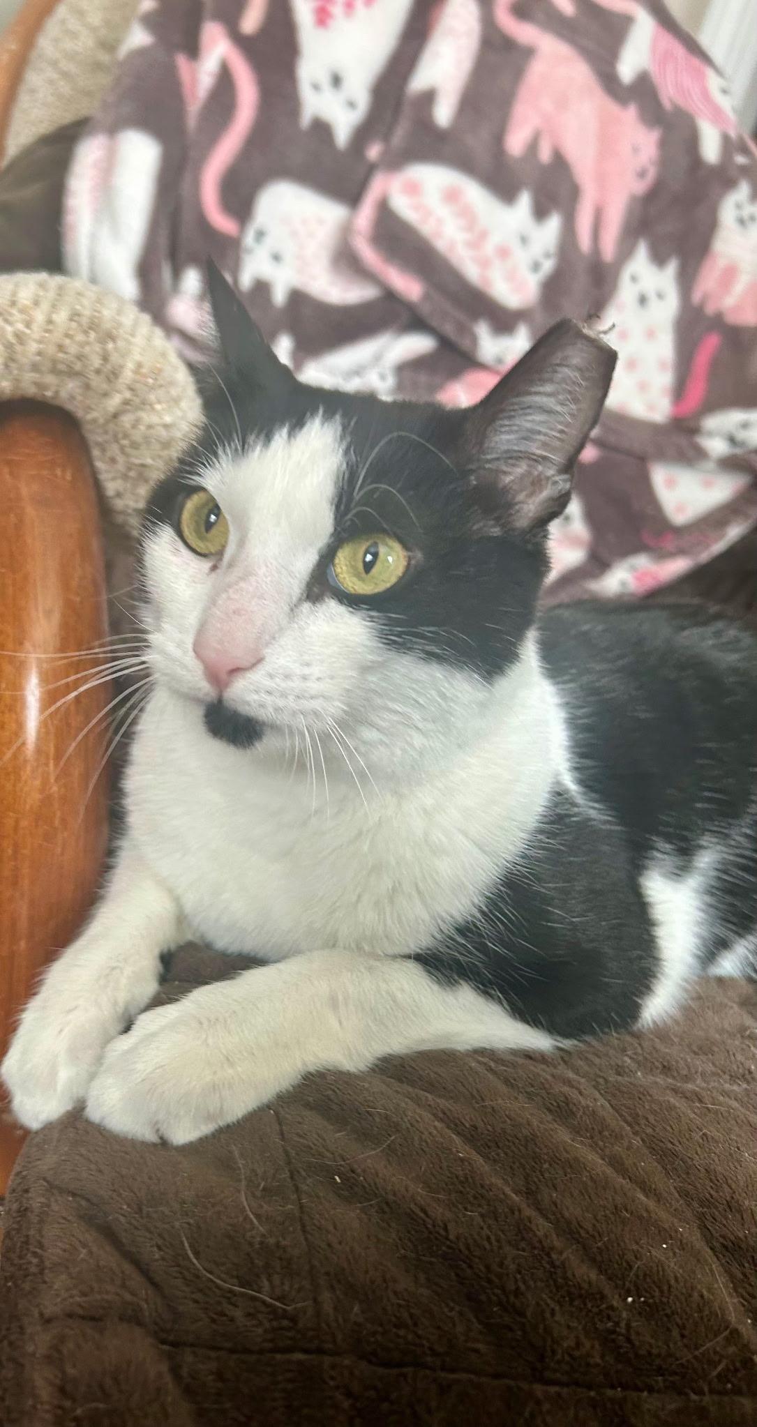 Enlarge Cinder, a ADOPTABLE Domestic Short Hair in Warminster, PA image 2/5