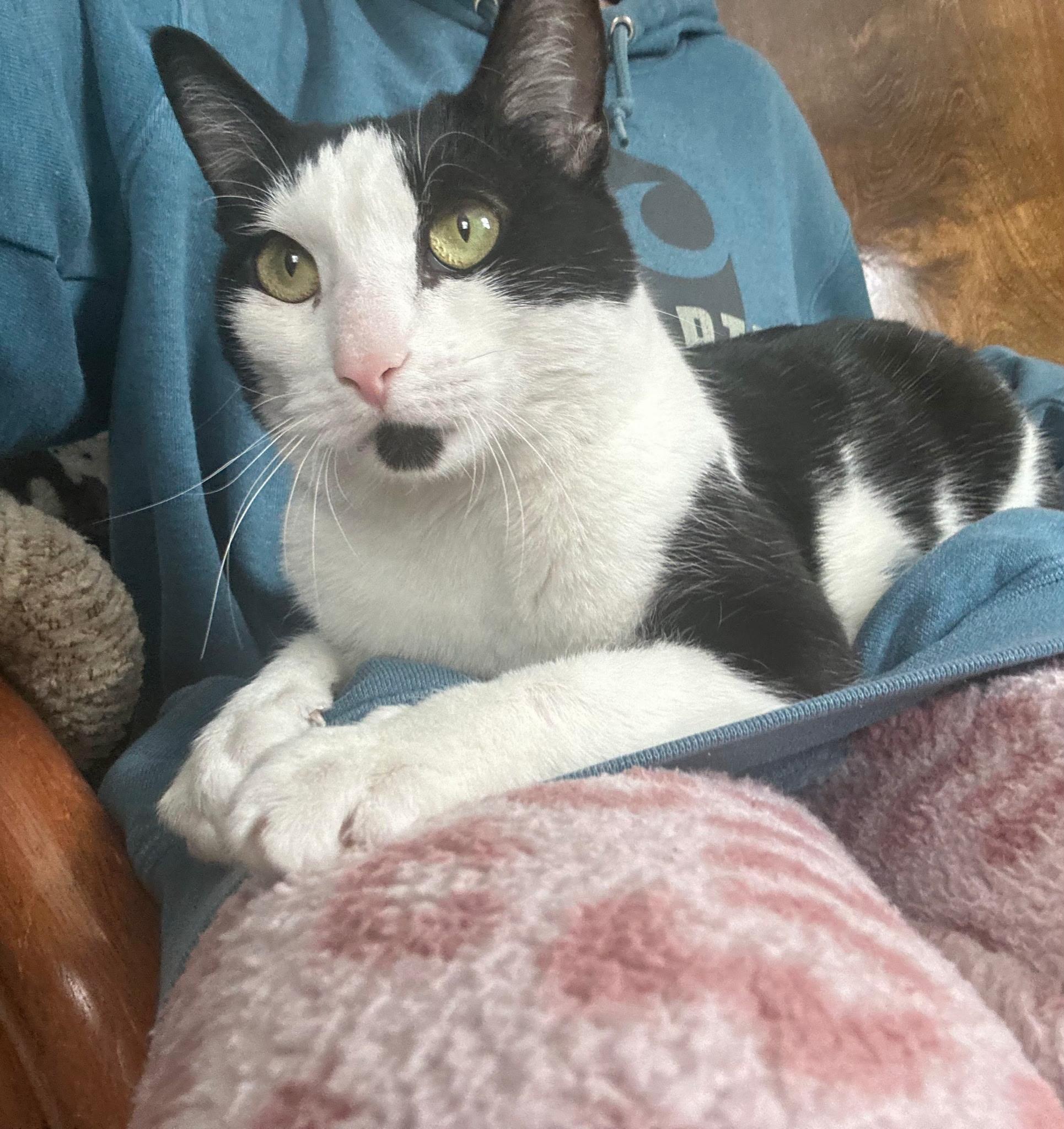 Enlarge Cinder, a ADOPTABLE Domestic Short Hair in Warminster, PA image 1/5