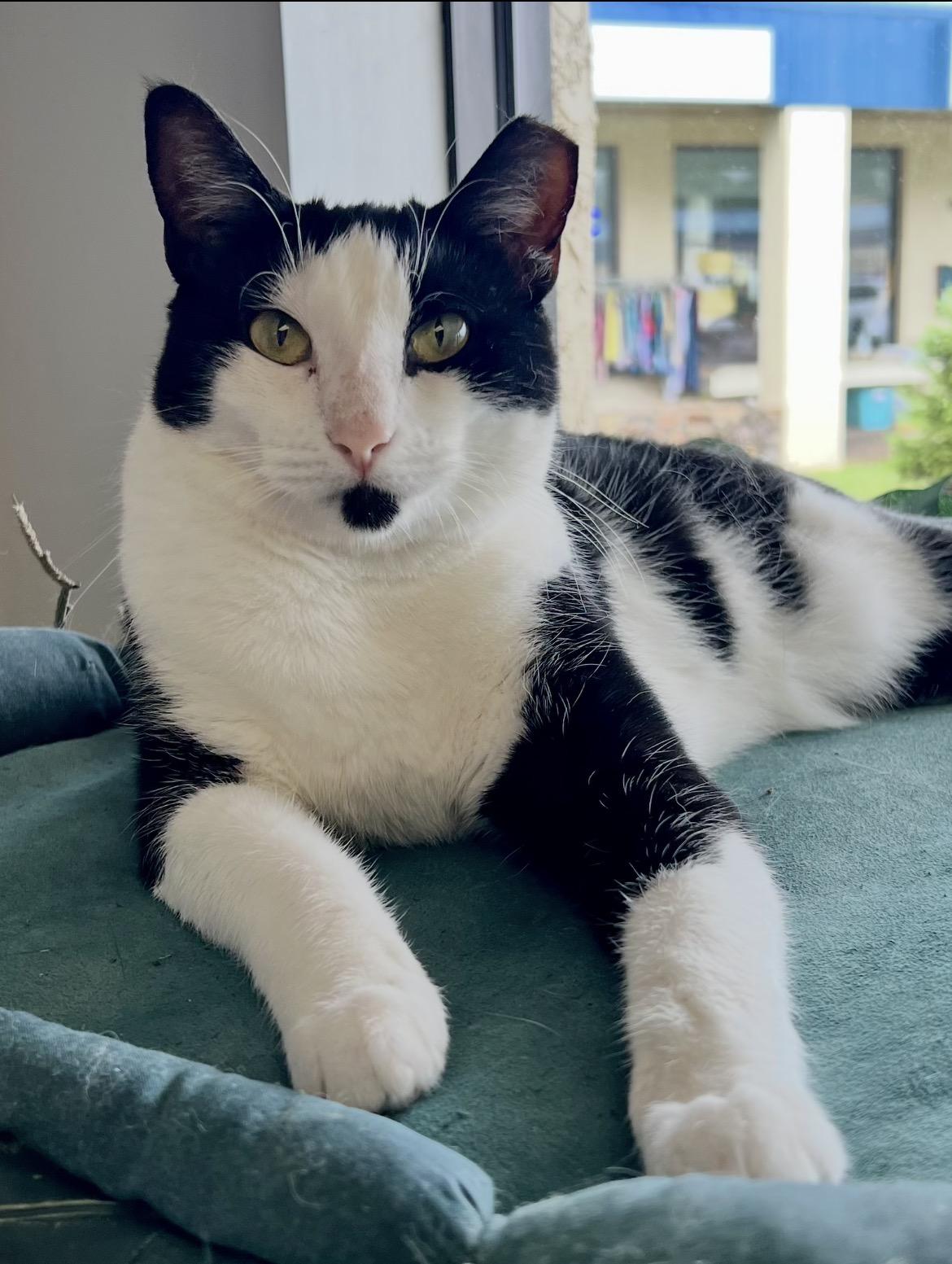 Cinder, ADOPTABLE, Adult Female Domestic Short Hair.
