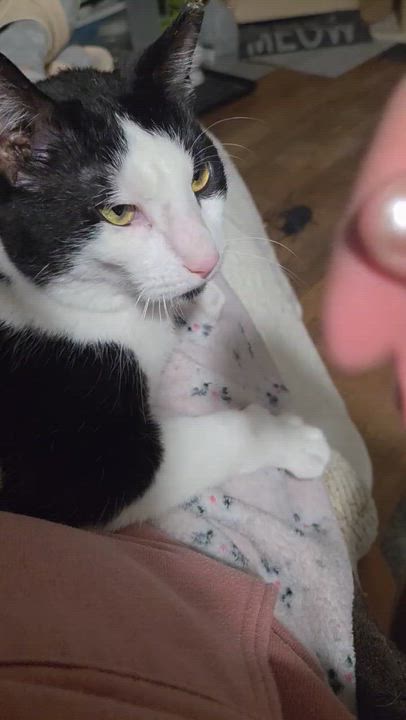 Enlarge Cinder, a ADOPTABLE Domestic Short Hair in Warminster, PA video 5/5