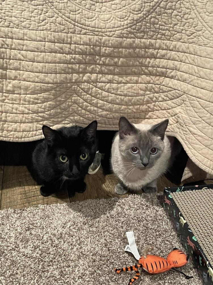 Misty, Adoptable, Adult Female Siamese.