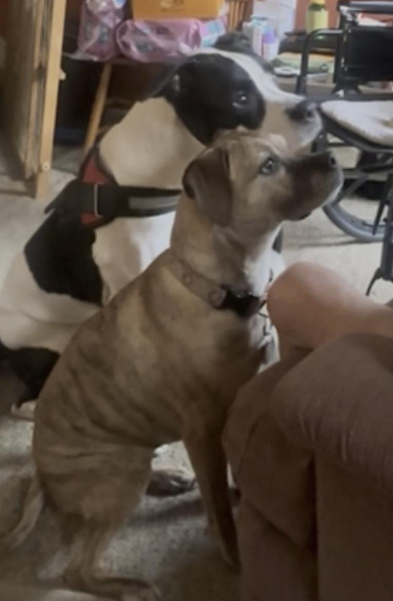Enlarge Kalle and Maya, a Adoptable mixed breed in Albany, NY image 6/6