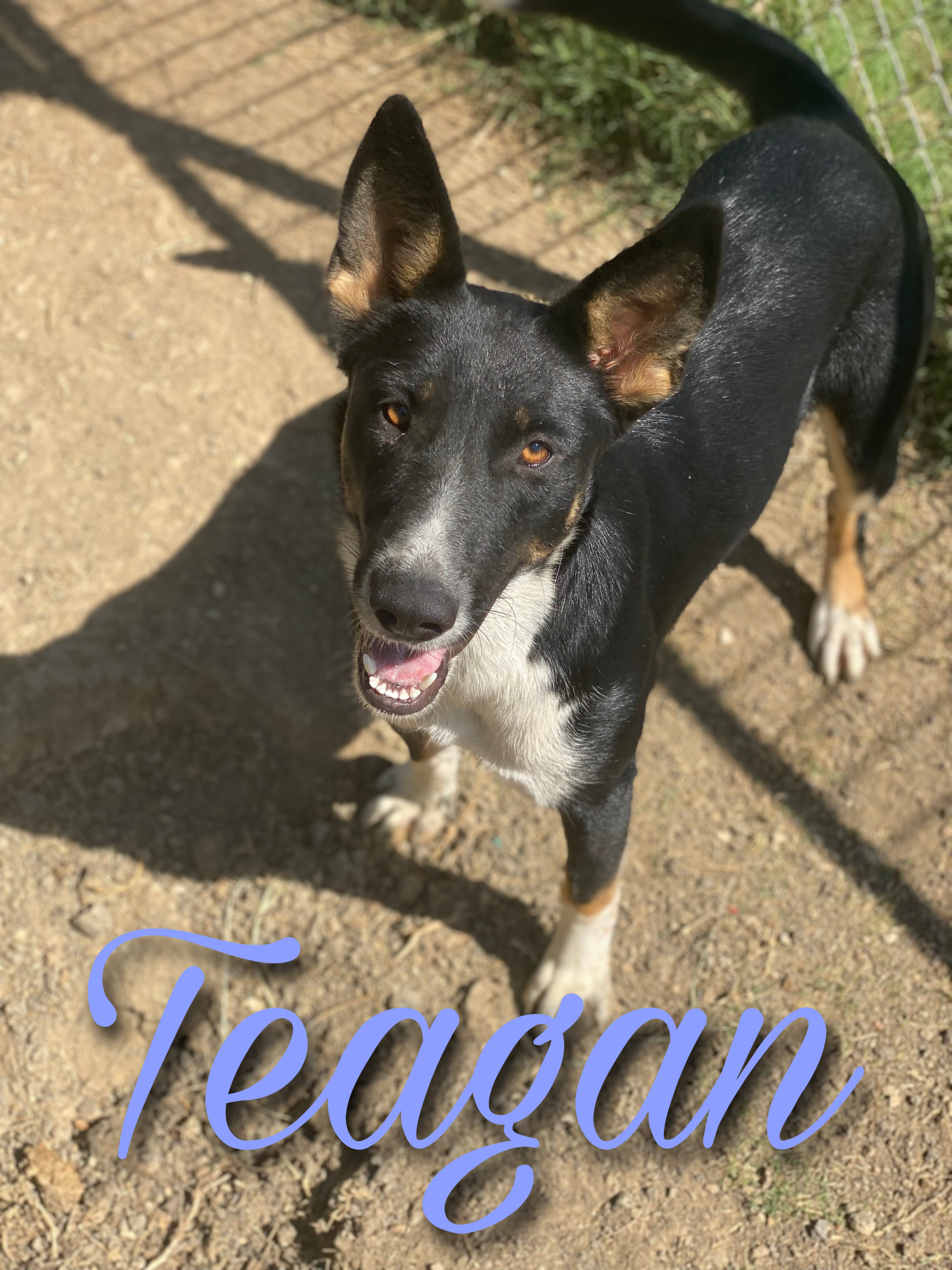 Teagan, a Adoptable mixed breed in Dallas, TX image 1/6