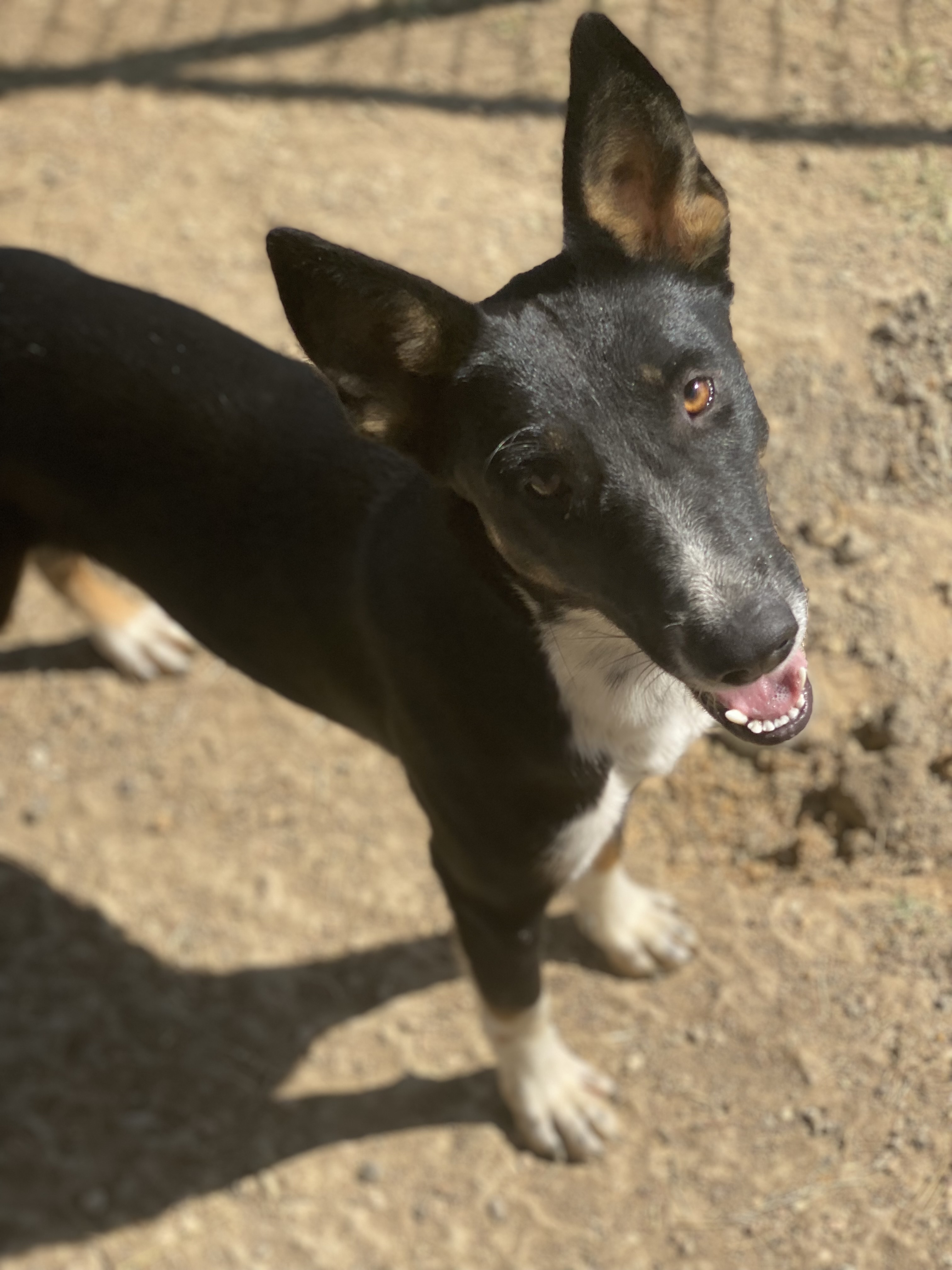 Teagan, a Adoptable mixed breed in Dallas, TX image 2/6