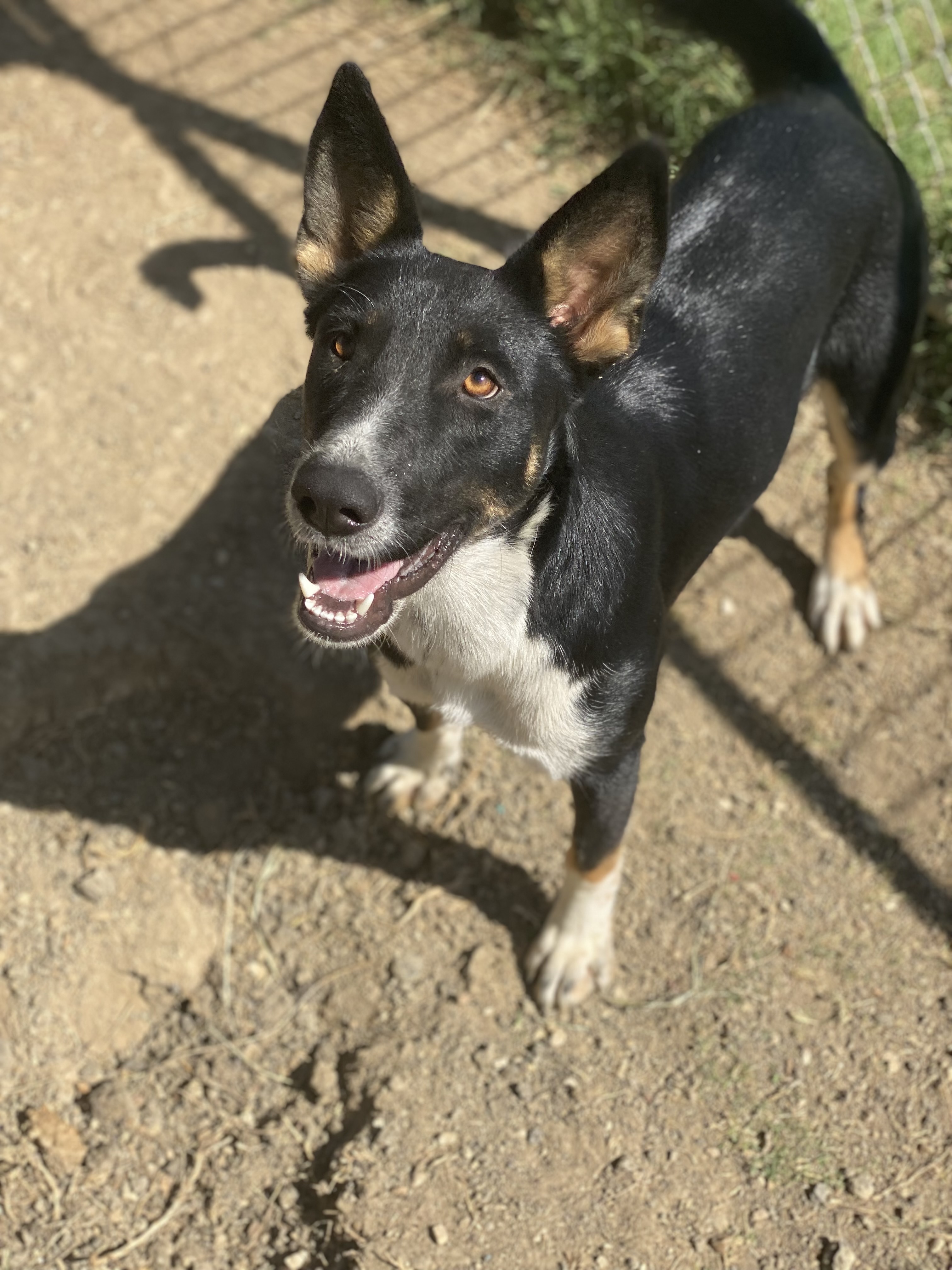 Teagan, a Adoptable mixed breed in Dallas, TX image 3/6