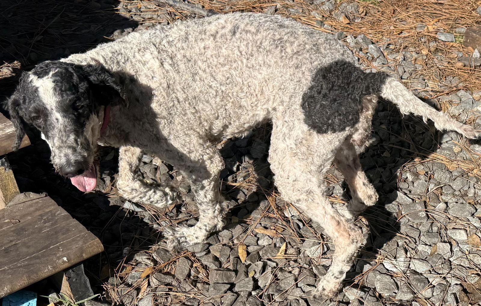 Vegas, Adoptable, Adult Female Standard Poodle.