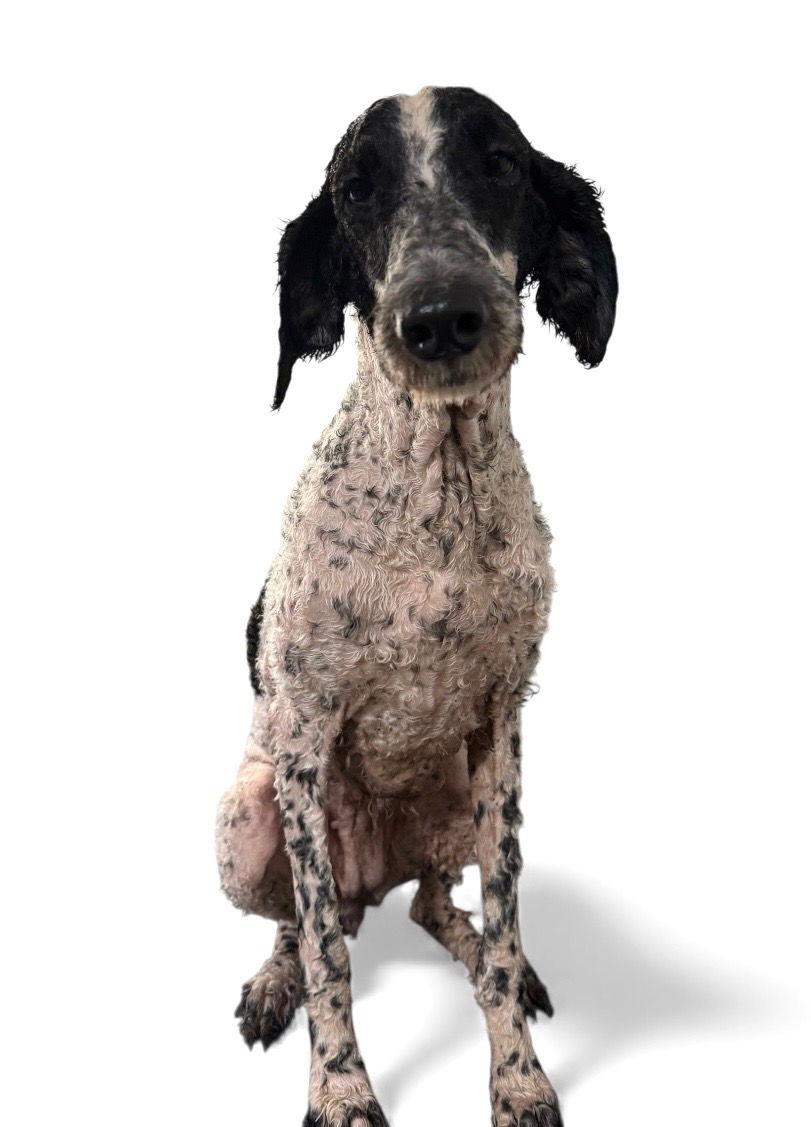 Vegas, a Adoptable Standard Poodle in Valrico, FL image 2/3