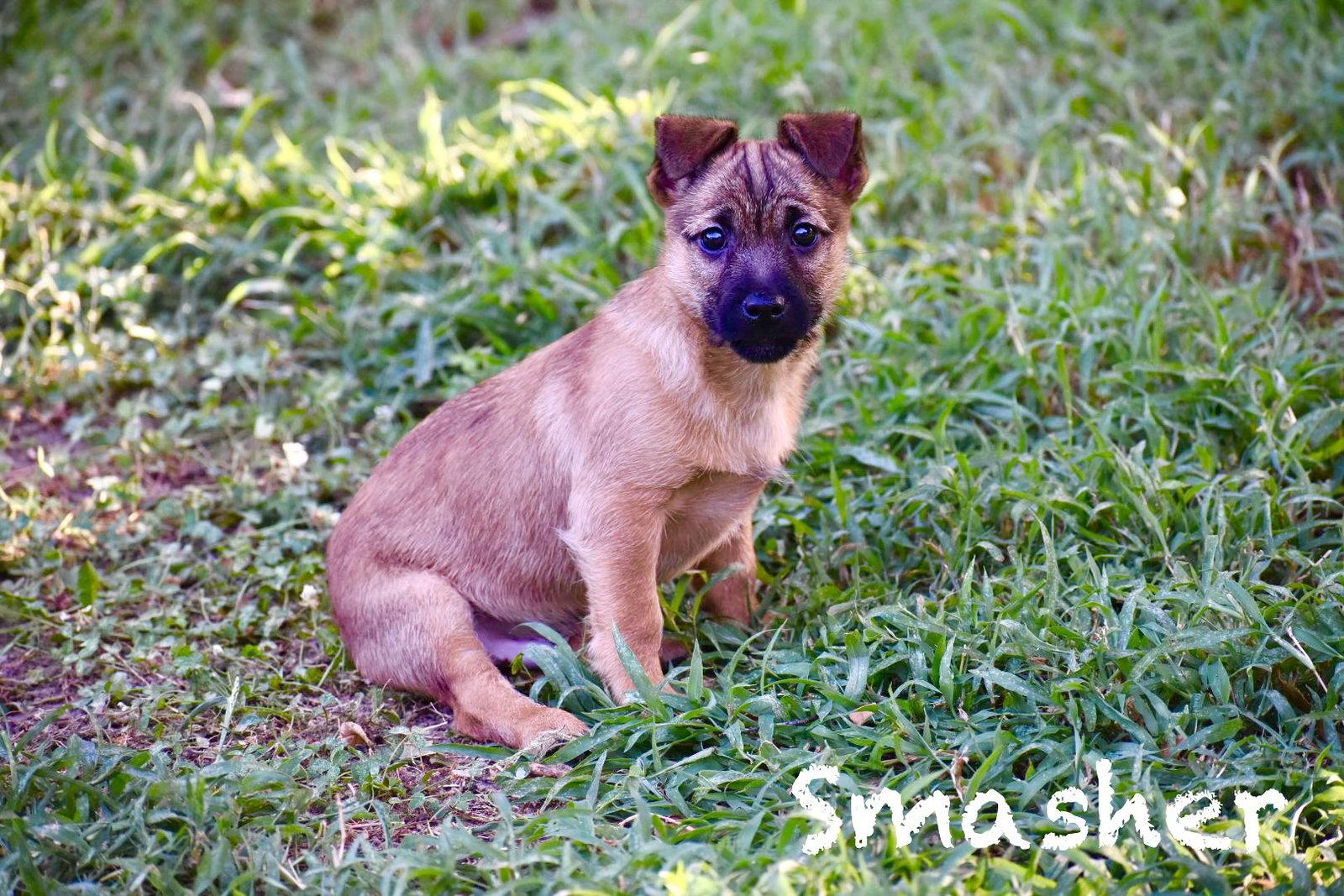 Smasher, Adoptable, Puppy Male Corgi & Chihuahua.