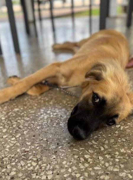 LEGEND (FOSTER OR FOSTER TO ADOPT), a ADOPTABLE mixed breed in Ajax, ON image 3/6