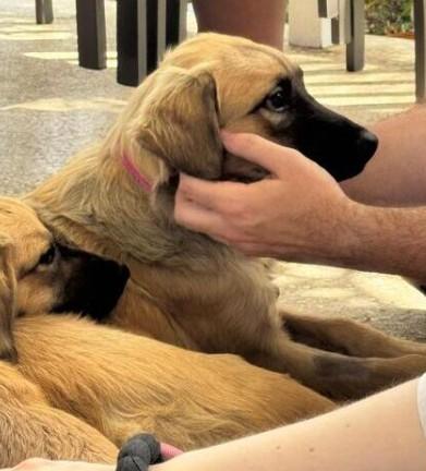 LEGEND (FOSTER OR FOSTER TO ADOPT), a ADOPTABLE mixed breed in Ajax, ON image 2/6