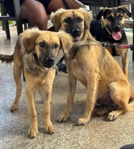 LEGEND (FOSTER OR FOSTER TO ADOPT), a ADOPTABLE mixed breed in Ajax, ON image 6/6