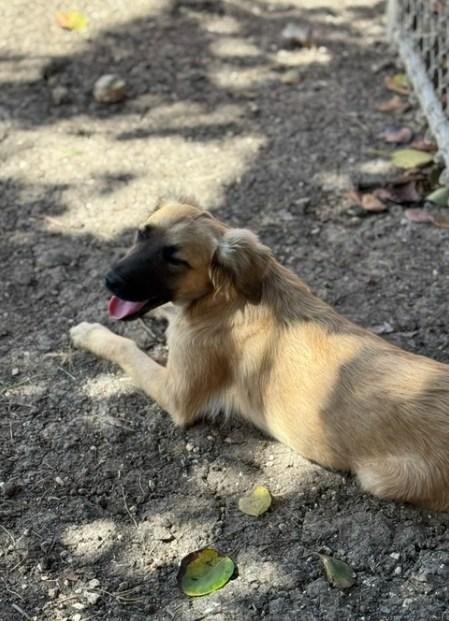 LEGEND (FOSTER OR FOSTER TO ADOPT), a ADOPTABLE mixed breed in Ajax, ON image 4/6