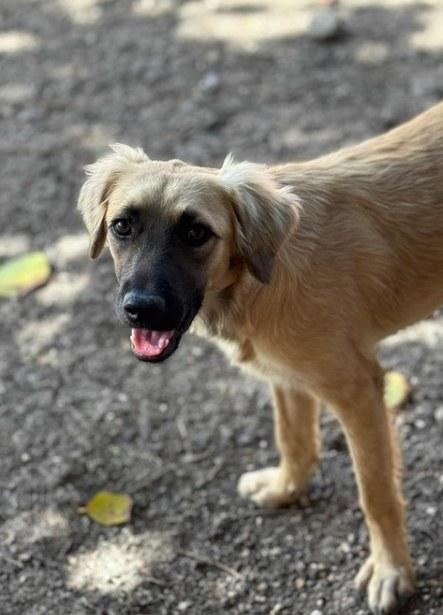 LEGEND (FOSTER OR FOSTER TO ADOPT), ADOPTABLE, Young Male Mixed Breed.