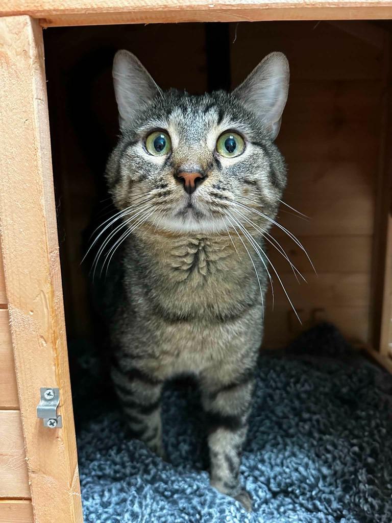 Enlarge Mischief, a Adoptable mixed breed in Hoover , AL image 1/1