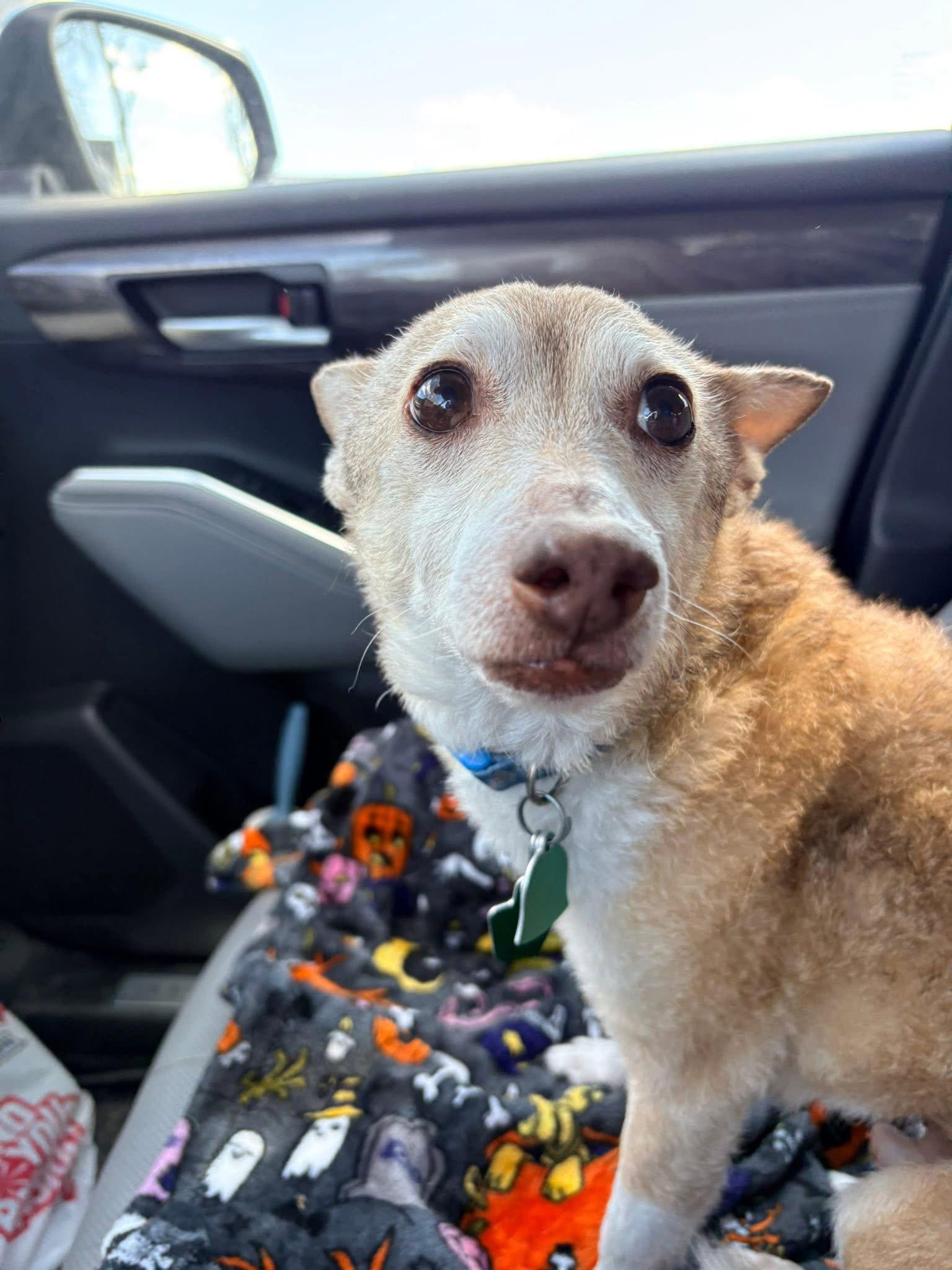 Napoleon, Adoptable, Senior Male Chihuahua.