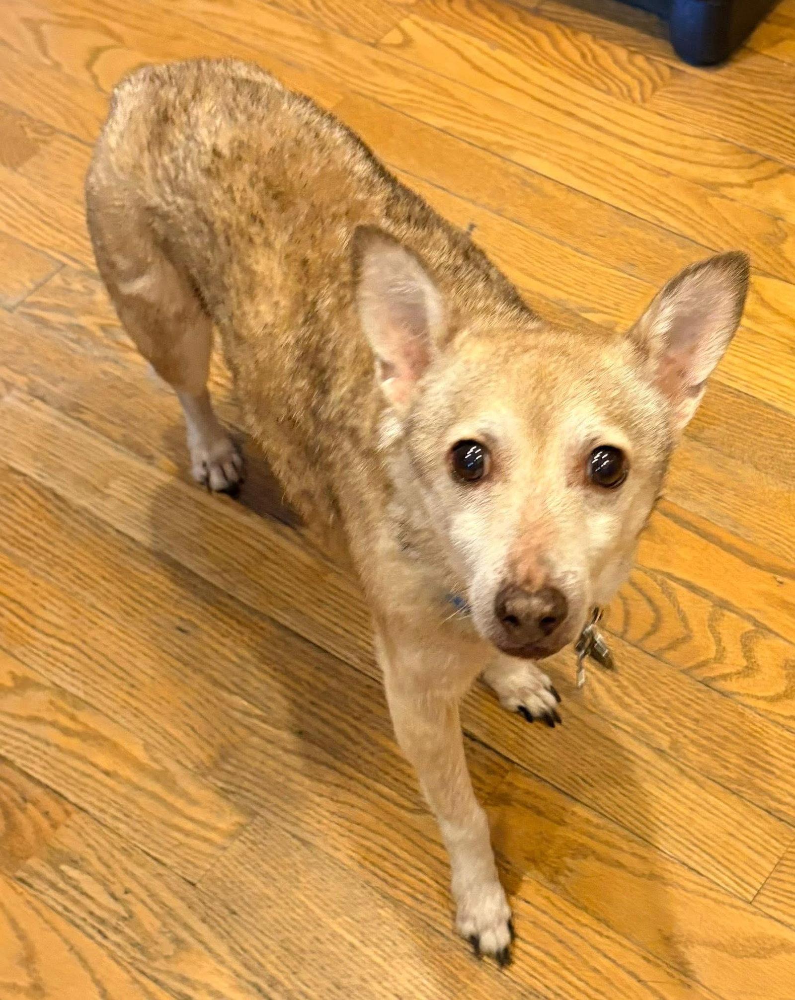 Enlarge Napoleon, a Adoptable Chihuahua in New London, WI image 3/3