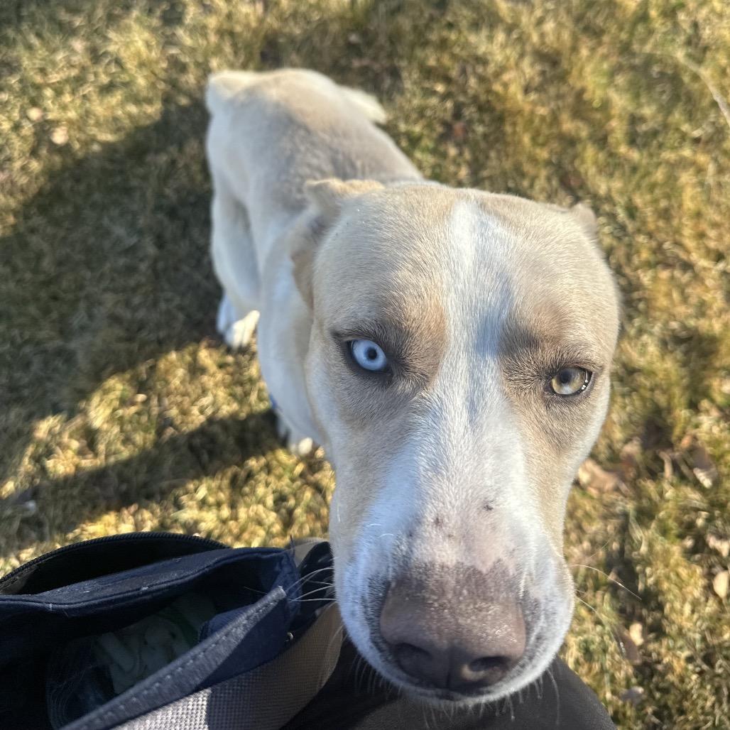 Culhen, Adoptable, Adult Male Mixed Breed.