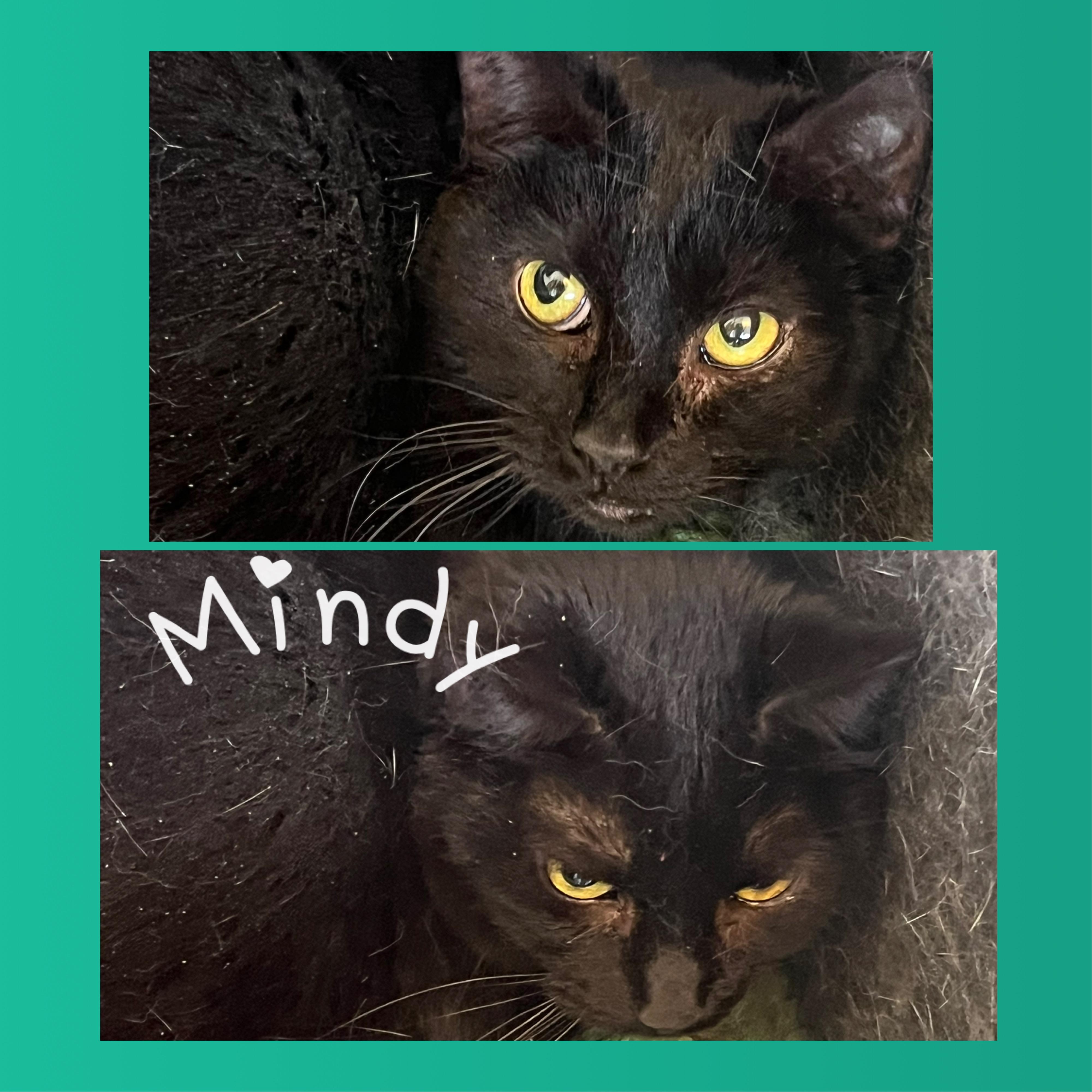 Mindy, Adoptable, Adult Female Domestic Short Hair.