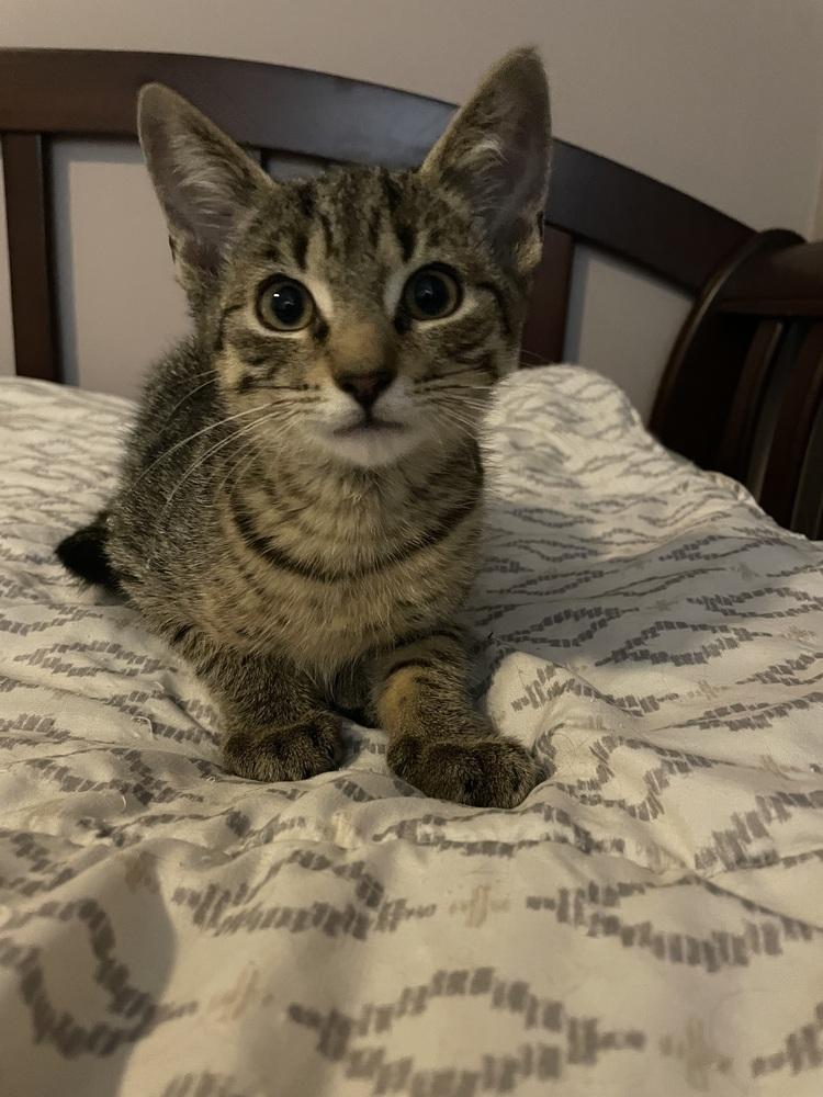 Philly Collins, Adoptable, Kitten Male Domestic Short Hair.