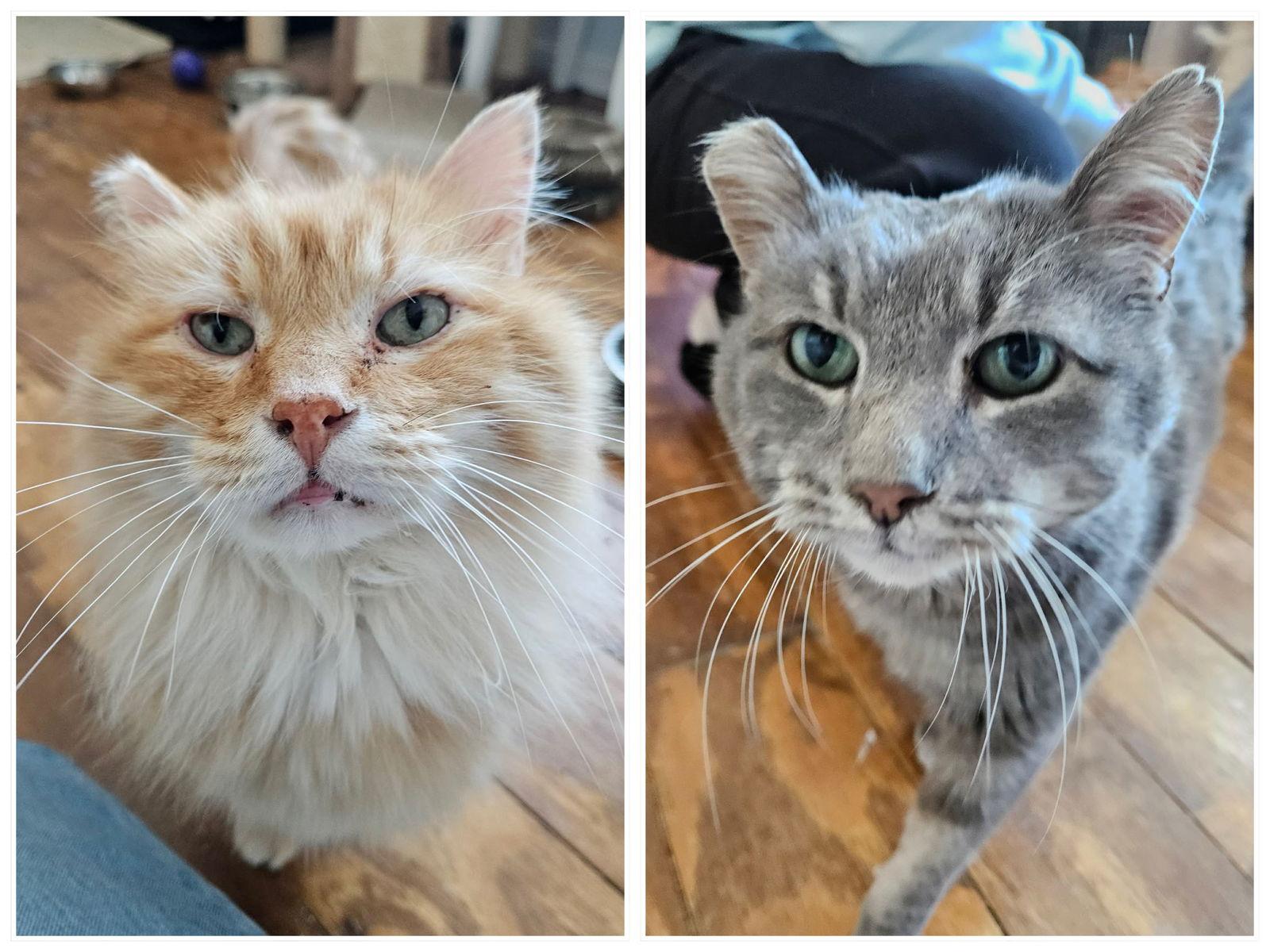Mango & Bunny, Adoptable, Senior Male Domestic Medium Hair.