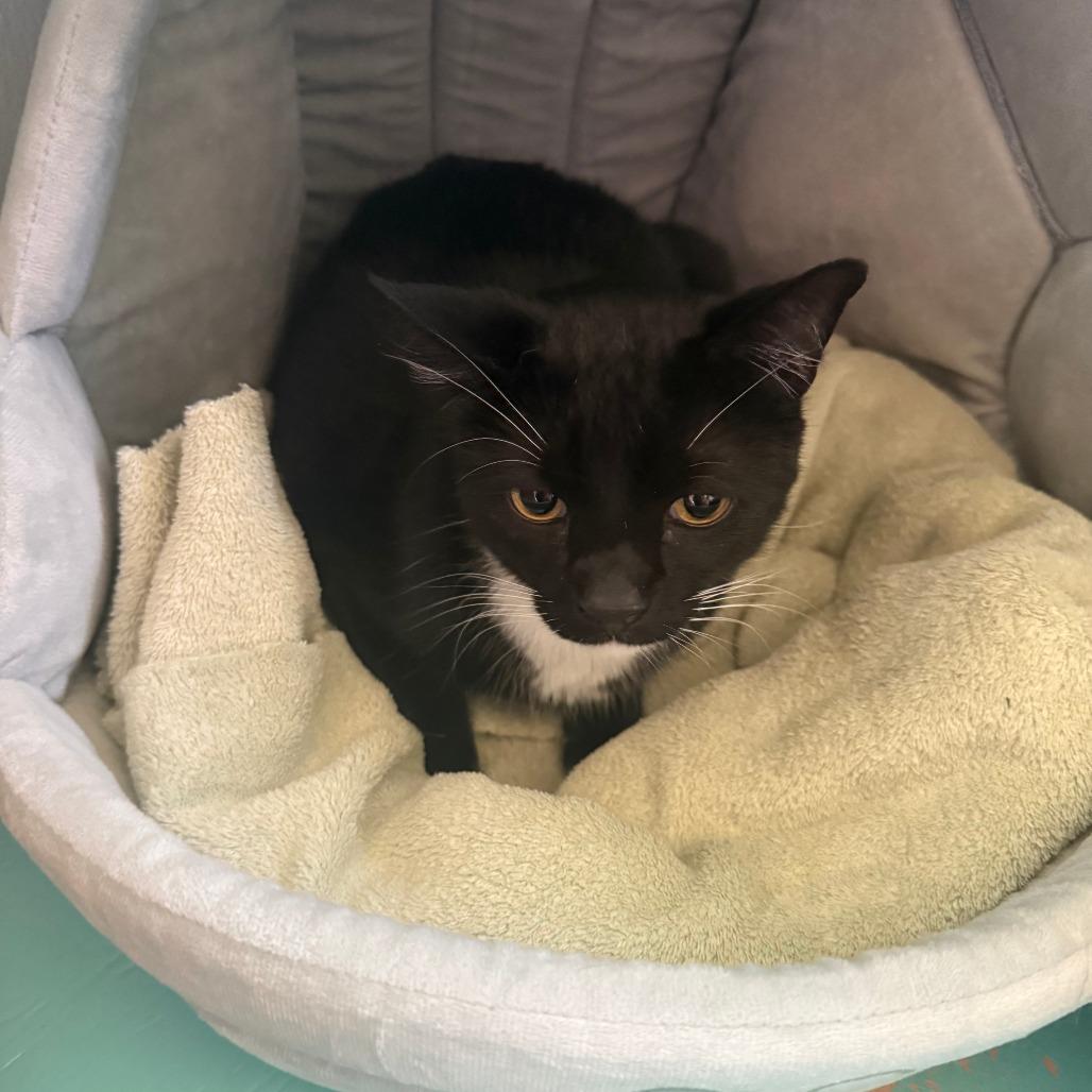 Gatsby, a Adoptable Domestic Short Hair in Lake Panasoffkee, FL image 1/4