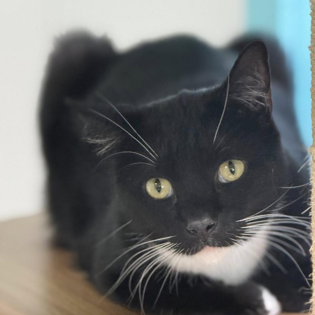 Gatsby, a Adoptable Domestic Short Hair in Lake Panasoffkee, FL image 2/4