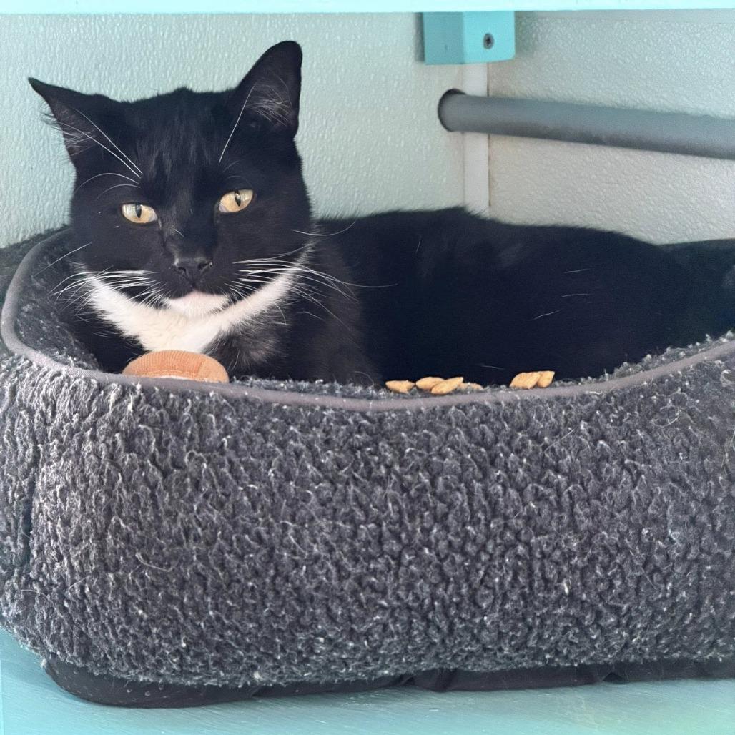 Gatsby, a Adoptable Domestic Short Hair in Lake Panasoffkee, FL image 3/4